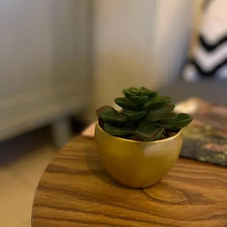 Les Hyacinthes 2 Sarlat